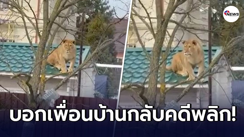 หนุ่มรัสเซียผวา พบสิงโตอยู่บนหลังคา พอถามเพื่อนบ้าน กลับบอกเป็นเรื่องปกติ หนุ่มรัสเซียผวา พบสิงโตอยู่บนหลังคา พอถามเพื่อนบ้าน กลับบอกเป็นเรื่องปกติ