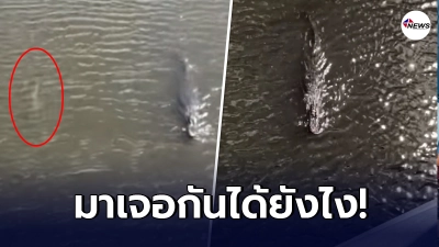 เปิดคลิป ปรากฏการณ์สุดแปลก จระเข้ตัวยักษ์ ว่ายน้ำตีคู่ฉลาม ในทะเลฟลอริดา