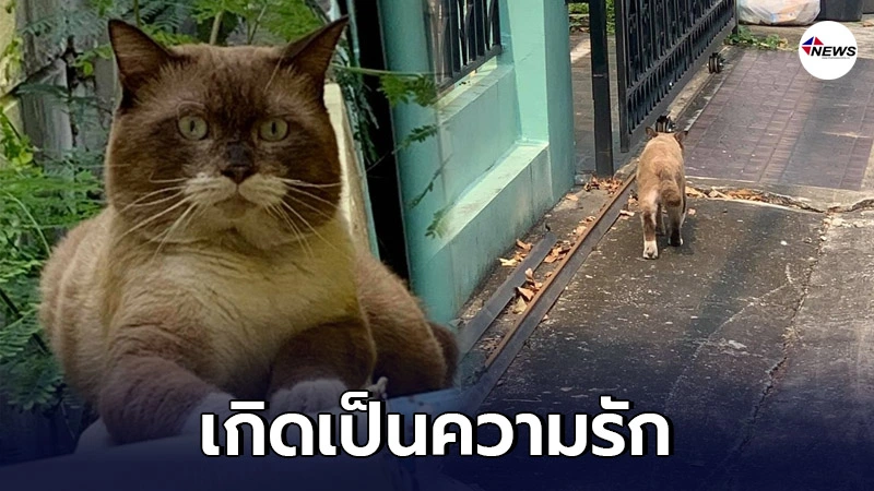 หลงแมวจรจนโงหัวไม่ขึ้น ชอบเดินอ่อยออเซาะ เข้ามานอนอิงแอบเช้าเย็น หลงแมวจรจนโงหัวไม่ขึ้น ชอบเดินอ่อยออเซาะ เข้ามานอนอิงแอบเช้าเย็น