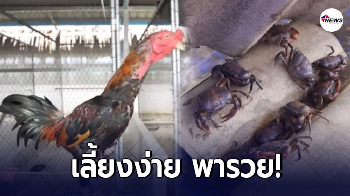 สัตว์ 4 ชนิดพารวย เลี้ยงเป็นอาชีพเสริม สร้างรายได้เป็นกอบเป็นกำ