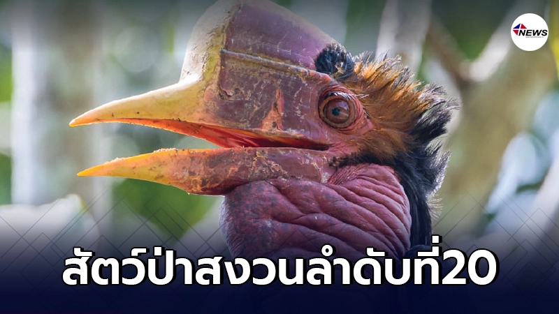 26,000 รายชื่อเรียกร้องสำเร็จ เรามี"สัตว์ป่าสงวนลำดับที่ 20" แล้ว 26,000 รายชื่อเรียกร้องสำเร็จ เรามี"สัตว์ป่าสงวนลำดับที่ 20" แล้ว