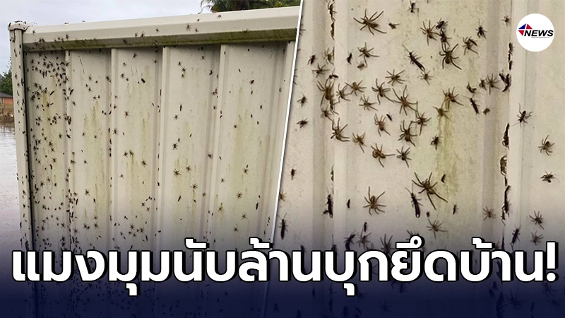 สาวออสเตรเลีย ผวาหนัก เจอน้ำท่วมบ้าน ซ้ำมีแมงมุมนับล้าน หนีน้ำเข้าบ้าน สาวออสเตรเลีย ผวาหนัก เจอน้ำท่วมบ้าน ซ้ำมีแมงมุมนับล้าน หนีน้ำเข้าบ้าน