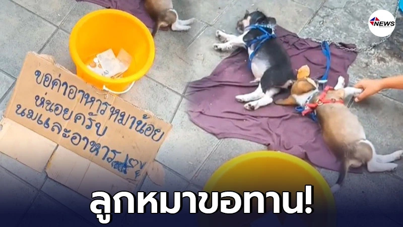 ชายเร่ร่อน ใช้ลูกหมานอนขอทาน เหมือนจะน่าสงสาร แต่วันนึงได้เงินเกินคาด ชายเร่ร่อน ใช้ลูกหมานอนขอทาน เหมือนจะน่าสงสาร แต่วันนึงได้เงินเกินคาด