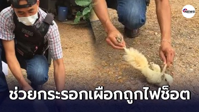ผู้หมวดบาวทำ CPR ช่วยกระรอกเผือกโดนไฟช็อต ทั้งสภ.ลุ้นกันจนตัวโก่ง
