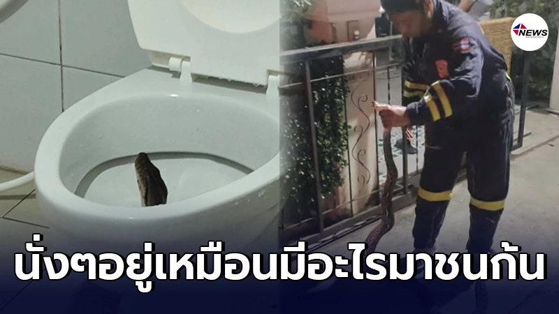 หนุ่มนั่งปลดทุกข์รู้สึกเหมือนมีอะไรชนบั้นท้าย ก้มหน้าดูเจองูเหลือมจังๆ หนุ่มนั่งปลดทุกข์รู้สึกเหมือนมีอะไรชนบั้นท้าย ก้มหน้าดูเจองูเหลือมจังๆ