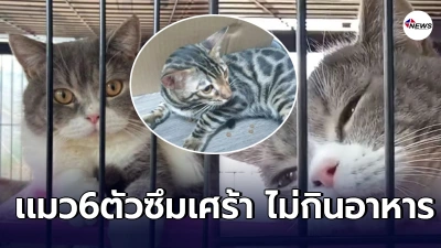 เเมวของกลาง6ตัวอาการเหมือนซึมเศร้า มองไปนอกกรงตลอดเวลา คล้ายหาเจ้าของ