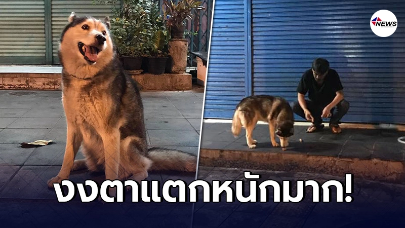 หนุ่มเจอไซบีเรียนตัวแสบ หลอกว่าหลงทาง รีบหาของให้กิน สุดท้ายหักมุม หนุ่มเจอไซบีเรียนตัวแสบ หลอกว่าหลงทาง รีบหาของให้กิน สุดท้ายหักมุม
