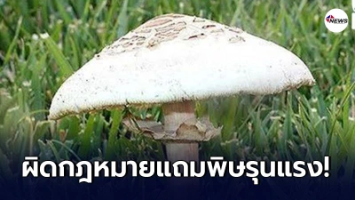 เตือนนักเที่ยวกินเห็ดเมา หรือ เห็ดขี้ควาย ผิดกฎหมายแถมพิษรุนแรง เตือนนักเที่ยวกินเห็ดเมา หรือ เห็ดขี้ควาย ผิดกฎหมายแถมพิษรุนแรง