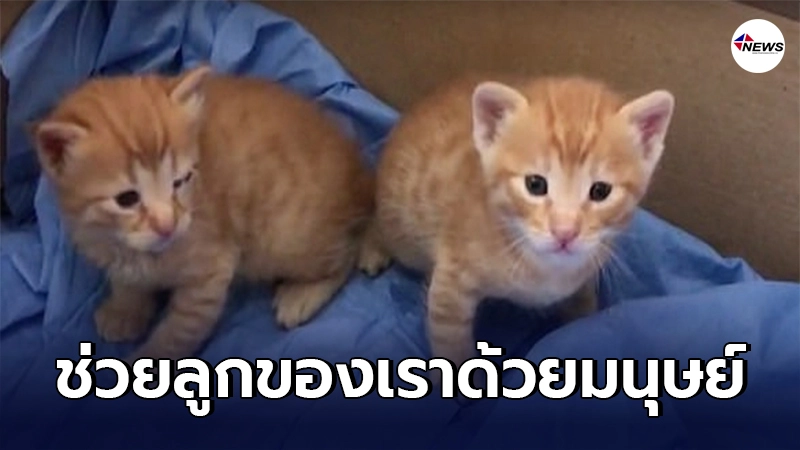 แม่แมวคาบลูกน้อยที่กำลังป่วย เข้าไปในรพ. เพื่อขอความช่วยเหลือจากมนุษย์ แม่แมวคาบลูกน้อยที่กำลังป่วย เข้าไปในรพ. เพื่อขอความช่วยเหลือจากมนุษย์