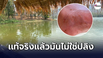 นักท่องเที่ยวสบายใจได้ สัตว์คล้ายปลิงที่ห้วยตึงเฒ่า รุมเกาะเท้าจำนวนมาก
