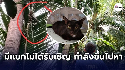 เจ้าเหมียว ขึ้นไปติดบนยอดต้นมะพร้าว 3วันลงมาไม่ได้ ไม่มีใครกล้าปีนช่วย