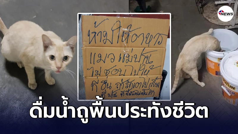 แม่บ้านไม่รักสัตว์ เขียนป้ายห้ามคนให้อาหารแมว ต้องแอบมากินน้ำถูพื้น แม่บ้านไม่รักสัตว์ เขียนป้ายห้ามคนให้อาหารแมว ต้องแอบมากินน้ำถูพื้น