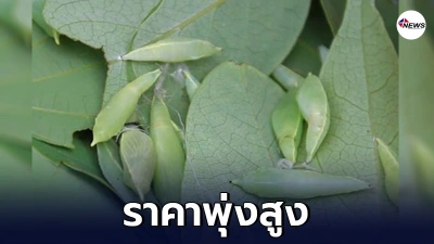 1 ปีได้กินครั้งเดียว ชาวบ้านกกกอก แห่จับดักแด้หนอนผีเสื้อ ราคาพุ่ง