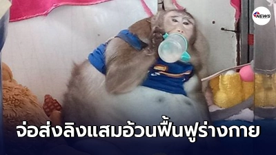 กรมอุทยานฯ เตรียมส่งลิงแสม "ก๊อตซิล่า" ไปฟื้นฟูที่ศูนย์ช่วยเหลือสัตว์ป่า