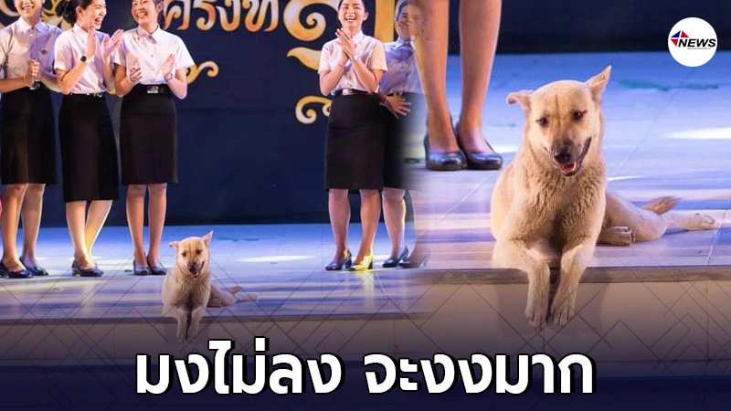 สุดฮา "เจ้าโบ้" โผล่นั่งโพสต์ท่าป่วนกลางเวทีใหญ่ของนักศึกษา สุดฮา "เจ้าโบ้" โผล่นั่งโพสต์ท่าป่วนกลางเวทีใหญ่ของนักศึกษา