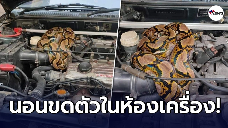 เจ้าของรถระทึก งูเหลือมลายผ้าไหม เลื้อยเข้าไปนอน ในห้องเครื่องรถยนต์