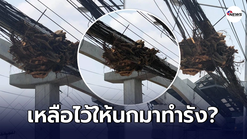 ตัดต้นไม้บนทางเท้า แต่กลับทิ้งซากที่เหลือบนสายไฟ หวั่นสักวัน