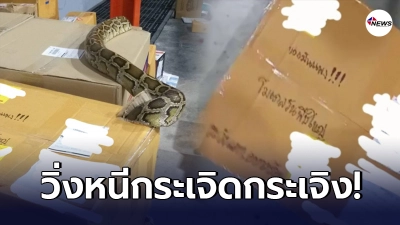 พนักงานหนีกระเจิง หลังงูตัวยักษ์ เลื้อยออกมาจากกล่องพัสดุ พนักงานหนีกระเจิง หลังงูตัวยักษ์ เลื้อยออกมาจากกล่องพัสดุ