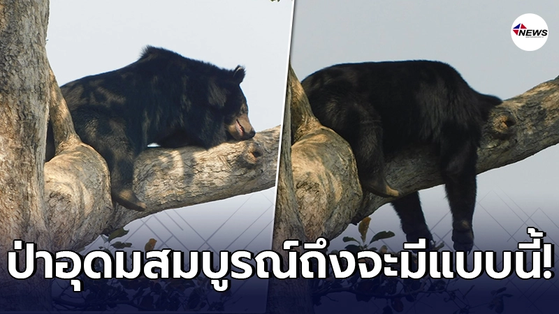 เปิดภาพ หมีป่าตัวยักษ์ นอนชิลหลับคาต้นไม้ ในอุทยานแห่งชาติตาดหมอก เปิดภาพ หมีป่าตัวยักษ์ นอนชิลหลับคาต้นไม้ ในอุทยานแห่งชาติตาดหมอก
