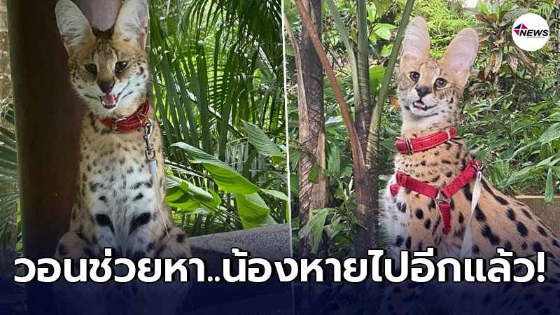 เจ้าของนอนร้องไห้อีกครั้ง จูลี่ แมวป่าเซอร์วัลหายออกจากบ้านอีกหน เจ้าของนอนร้องไห้อีกครั้ง จูลี่ แมวป่าเซอร์วัลหายออกจากบ้านอีกหน
