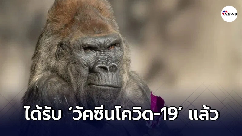 9 ลิงยักษ์ใหญ่ ในสวนสัตว์สหรัฐฯ ได้รับ ‘วัคซีนโควิด-19’ แล้ว 9 ลิงยักษ์ใหญ่ ในสวนสัตว์สหรัฐฯ ได้รับ ‘วัคซีนโควิด-19’ แล้ว