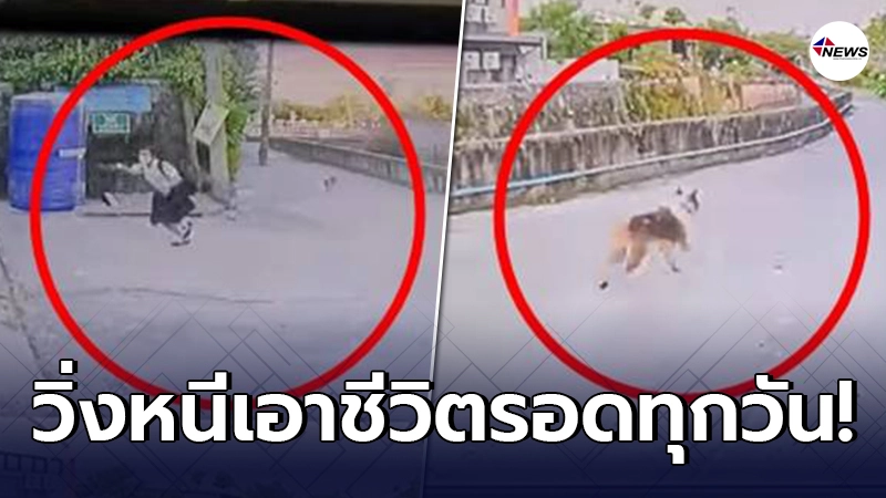 เจ้าของมักง่าย ปล่อยสุนัขไม่ดูแล วิ่งไล่เด็กนักเรียน ต้องวิ่งหนีทุกวัน เจ้าของมักง่าย ปล่อยสุนัขไม่ดูแล วิ่งไล่เด็กนักเรียน ต้องวิ่งหนีทุกวัน