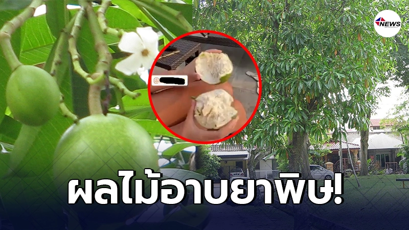 นศ.ฝรั่งหวิดดับ เห็นต้นไม้มีผลน่ากิน ลองเด็ดมาลิ้มรส สุดท้ายเจอพิษเล่นงาน นศ.ฝรั่งหวิดดับ เห็นต้นไม้มีผลน่ากิน ลองเด็ดมาลิ้มรส สุดท้ายเจอพิษเล่นงาน