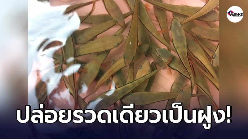 หนุ่มใจบุญ ปล่อยปลานักล่าฝูงใหญ่ในคลอง ลั่น ช่วยชาวบ้านให้ตกได้ หนุ่มใจบุญ ปล่อยปลานักล่าฝูงใหญ่ในคลอง ลั่น ช่วยชาวบ้านให้ตกได้