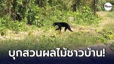 หมีหมา บุกสวนผลไม้ ทำร้ายเจ้าหน้าที่ได้รับบาดแผล 2 จุดตามร่างกาย หมีหมา บุกสวนผลไม้ ทำร้ายเจ้าหน้าที่ได้รับบาดแผล 2 จุดตามร่างกาย