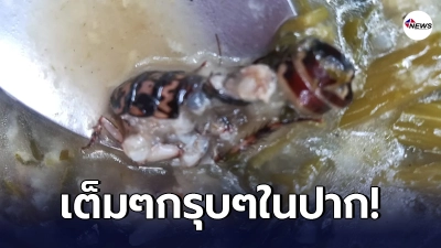ลูกค้ากินข้าวร้านประจำ ระหว่างเล่นมือถือเพลินๆ เคี้ยว แมลงสาบ เข้าไปเต็มคำ