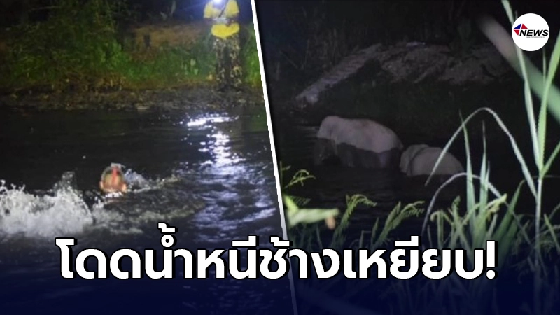 วินาที"พลายสาริกา"ไล่เหยียบเจ้าหน้าที่เขาใหญ่ จนต้องโดดน้ำเอาชีวิตรอด วินาที"พลายสาริกา"ไล่เหยียบเจ้าหน้าที่เขาใหญ่ จนต้องโดดน้ำเอาชีวิตรอด