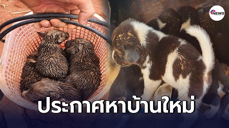 หนุ่มประกาศหาบ้านให้ลูกสุนัข หลังพบตกคลองน้ำเน่า หวั่นเกิดอันตรายอีก
