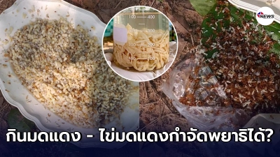 ศูนย์วิจัยโรคปรสิตตอบชัด กินมดแดงกับไข่มดแดงทำให้กำจัดพยาธิได้หรือไม่ ศูนย์วิจัยโรคปรสิตตอบชัด กินมดแดงกับไข่มดแดงทำให้กำจัดพยาธิได้หรือไม่