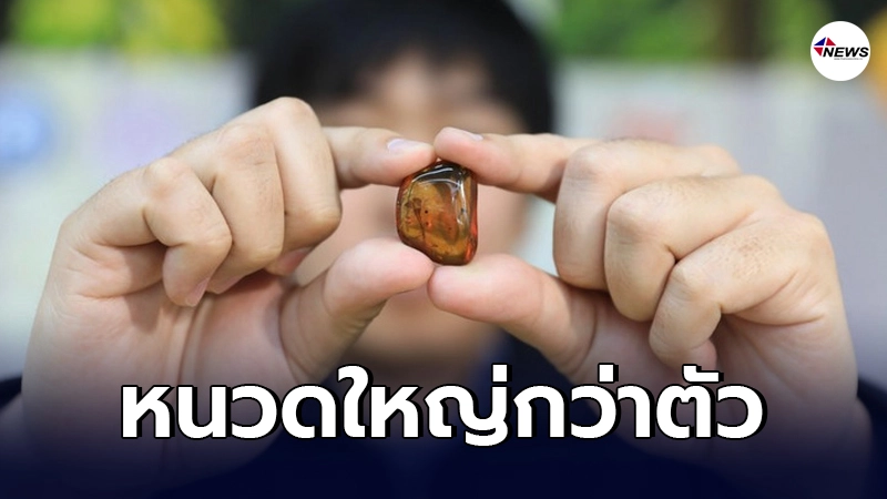 จีนค้นพบ "แมลงที่หายสาบสูญ" ถูกผนึกไว้เป็นเวลานานกว่า 99 ล้านปี จีนค้นพบ "แมลงที่หายสาบสูญ" ถูกผนึกไว้เป็นเวลานานกว่า 99 ล้านปี