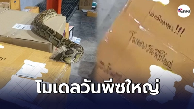 พนักงานขนส่งพัสดุเสี่ยงอันตราย เจองูเหลือม จากกล่องเขียนว่าเป็นโมเดล