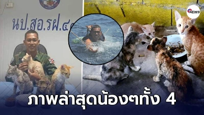 เปิดภาพล่าสุด ลูกแมวอีก 4 ตัว หลังได้รับการช่วยเหลือ