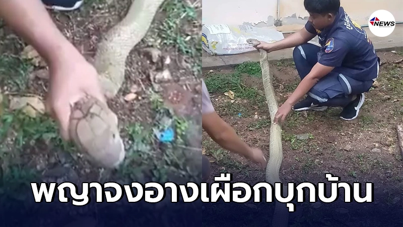 ชาวบ้านฮือฮา พญางูจงอางเผือก บุกบ้าน เชื่อเป็นเรื่องมงคลงูเจ้าที่มาเยือน ชาวบ้านฮือฮา พญางูจงอางเผือก บุกบ้าน เชื่อเป็นเรื่องมงคลงูเจ้าที่มาเยือน