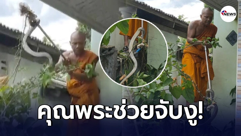 หลวงพี่จิตอาสา จับงูเห่า ยาว 1.5 เมตร หลังเลื้อยเงียบๆ เข้าบ้าน ปชช.ในพื้นที่ หลวงพี่จิตอาสา จับงูเห่า ยาว 1.5 เมตร หลังเลื้อยเงียบๆ เข้าบ้าน ปชช.ในพื้นที่