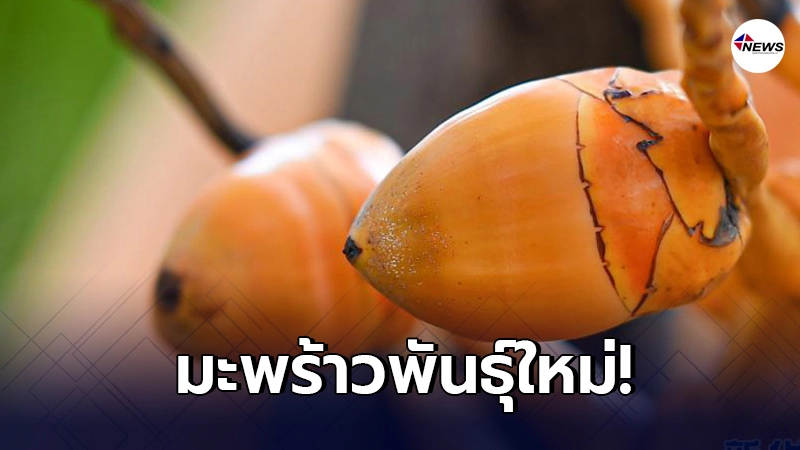 ยลโฉม "เหวินเย" มะพร้าวพันธุ์ใหม่แห่งไห่หนาน เก็บง่ายไม่ต้องปีน ยลโฉม "เหวินเย" มะพร้าวพันธุ์ใหม่แห่งไห่หนาน เก็บง่ายไม่ต้องปีน