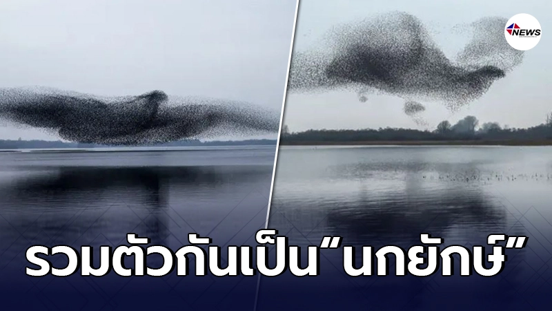 ช่างภาพต่างชาติ จับภาพฝูงนก รวมตัวกันเป็น "นกยักษ์" บินข้ามทะเลสาบ ช่างภาพต่างชาติ จับภาพฝูงนก รวมตัวกันเป็น "นกยักษ์" บินข้ามทะเลสาบ