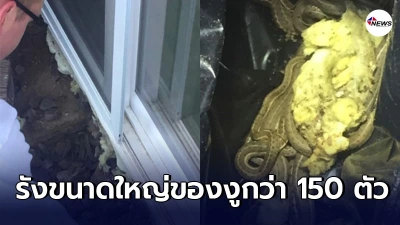 คู่รักต่างชาติพบว่าใต้ถุนบ้านหลังใหม่ คือรังขนาดใหญ่ของงูกว่า 150 ตัว