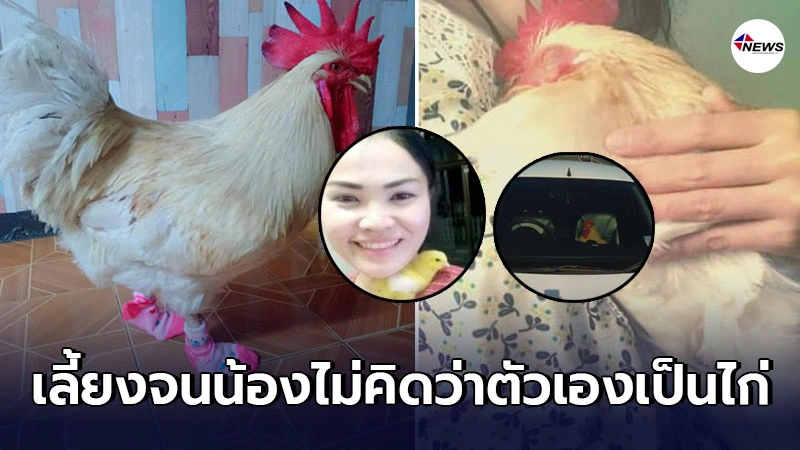 สาวขอกำลังใจ ถูกไก่ที่เลี้ยงจิกหัวใช้เหมือนทาส ทั้งที่เก็บมาดูแล สาวขอกำลังใจ ถูกไก่ที่เลี้ยงจิกหัวใช้เหมือนทาส ทั้งที่เก็บมาดูแล