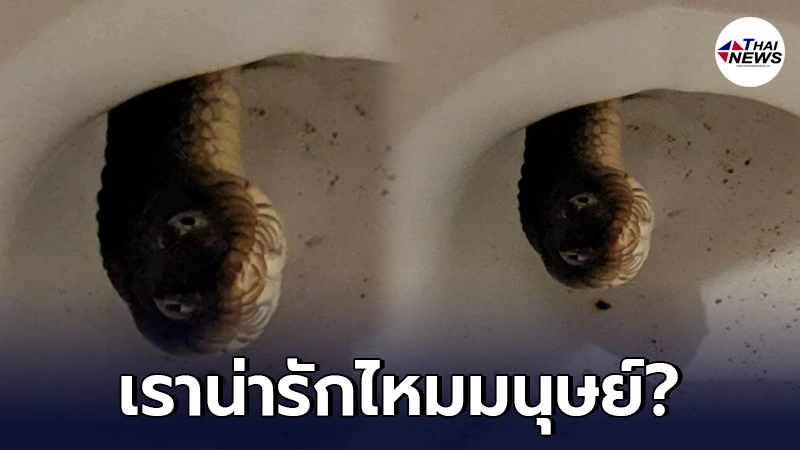 แชร์กันสนั่น ภาพงูโผล่หัวออกมา ยิ้มมุมปากทักทาย "สวัสดีเพื่อนมนุษย์" - ไทยนิวส์ออนไลน์