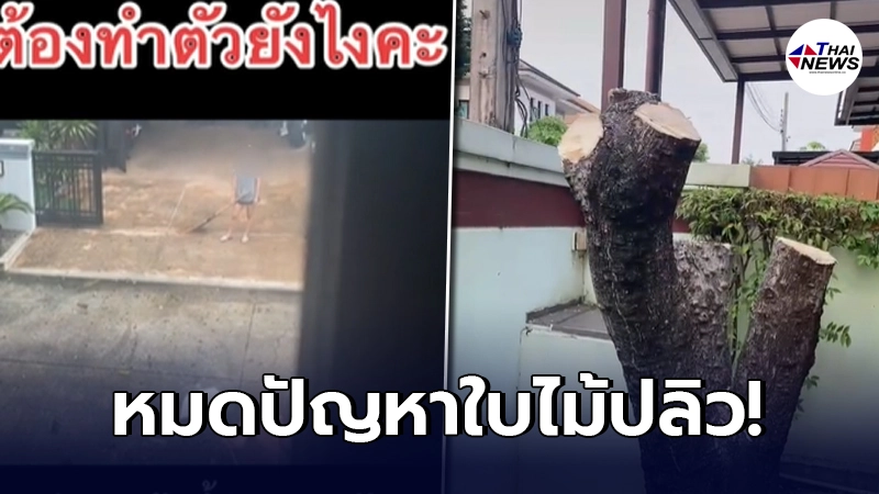จบเรื่อง"เจ้าของบ้าน"ขอจบดราม่าใบไม่ปลิวใส่เพื่อนบ้าน ล่าสุดตัดเกลี้ยง จบเรื่อง"เจ้าของบ้าน"ขอจบดราม่าใบไม่ปลิวใส่เพื่อนบ้าน ล่าสุดตัดเกลี้ยง