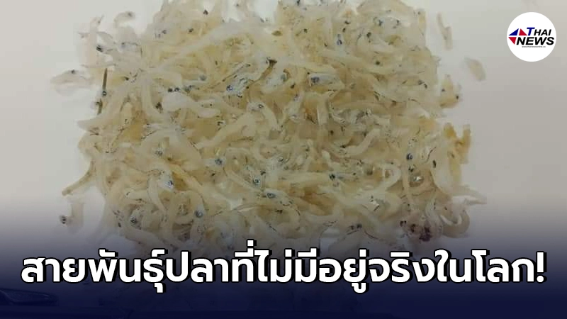"ปลาข้าวสาร" ไม่มีอยู่จริงในโลก วอนหยุดกิน กระทบ 2 เด้ง ระบบนิเวศ + ราคาอาหารทะเล "ปลาข้าวสาร" ไม่มีอยู่จริงในโลก วอนหยุดกิน กระทบ 2 เด้ง ระบบนิเวศ + ราคาอาหารทะเล