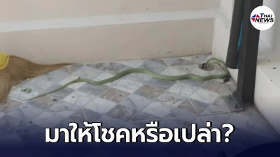 งูเลื้อยเข้าบ้านหนุ่มนักมายากล วันเดียว 2 ตัว เข้า 4 รอบ