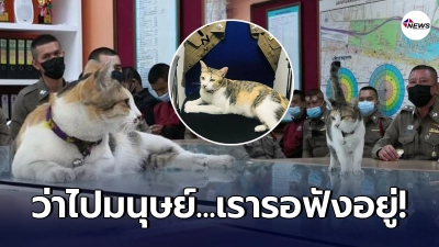 เจ้าใบสั่ง แมวโรงพัก สน.มักกะสัน เดินนวยนาดเข้าร่วมประชุมกับพี่ๆ ตร. ว่าไปมนุษย์ เรารอฟังอยู่ เจ้าใบสั่ง แมวโรงพัก สน.มักกะสัน เดินนวยนาดเข้าร่วมประชุมกับพี่ๆ ตร. ว่าไปมนุษย์ เรารอฟังอยู่