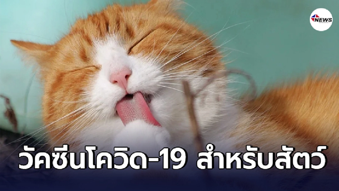 ประเทศรัสเซียไฟเขียว วัคซีนป้องกันโรคติดเชื้อไวรัสโคโรนาสายพันธุ์ใหม่ (โควิด-19) สำหรับสัตว์ ครั้งแรกในโลก