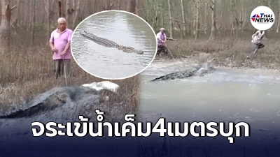 นาทีต่อสู้ สยบจระเข้น้ำเค็มยักษ์4เมตร ชาวบ้านพุนพิน รวมพลังจัดการใช้ภูมิปัญญาพื้นบ้าน