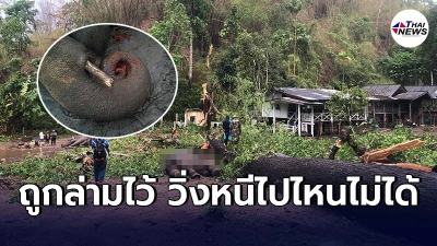 สุดเศร้าสะเทือนใจ สูญเสียช้าง3เชือก จากเหตุพายุลูกเห็บถล่ม ต้นไม้ล้มทับ